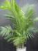 prisxwebgreenhousemustang207_small.jpg